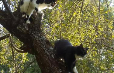 Les Favouilles, le gîte pour 15 personnes - Foto 75
