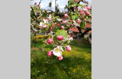 Ferienhaus Zum Kuckuck, Wng 2, Urlaub im Eichsfeld - Foto 36