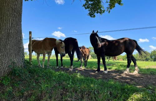 Le gîte Gabriel - Photo 7