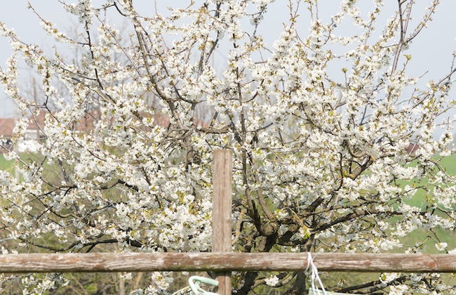 Agriturismo Cascina Papa Mora - Foto 28