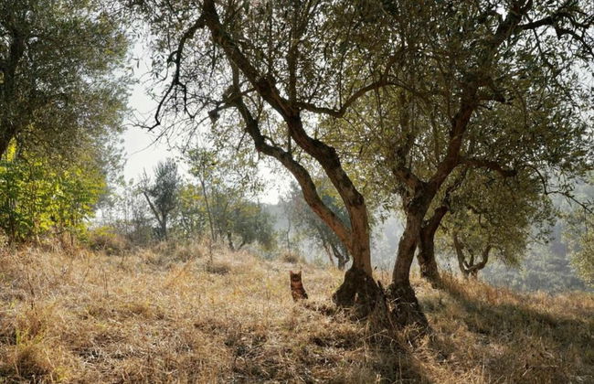 Beautiful Villa in Peccioli With Private Swimming Pool - Foto 78