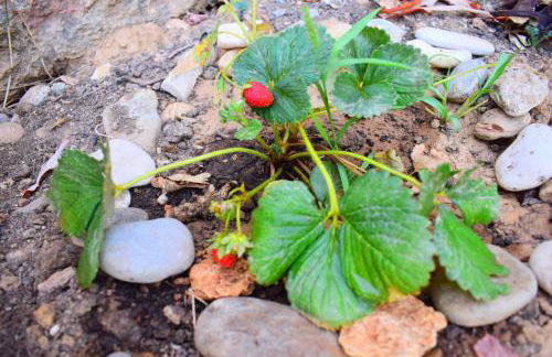 Anna's Stone House - Foto 45