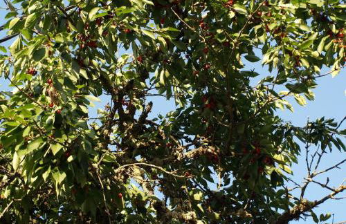 Casa Dona Maria - Armamar Douro - Foto 36