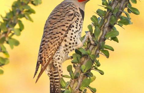 Bearly Connected, a brand new cabin in the woods - Foto 41