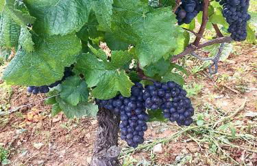 Gite la Maison du Tonnelier - Foto 29