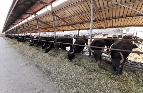 Villa Giulia - Cilento - Giungano - Foto 55