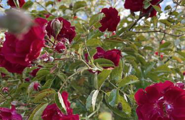 Au 3 La Cour à Tôt - Foto 8