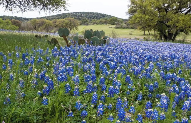 Pecan Retreat-half Mile to Main - Foto 50