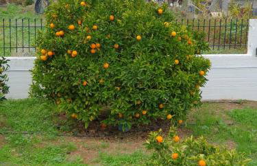 Kleoni's cottage - Foto 40