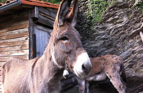 Gite Le MAGNAN au Clarou - Foto 21