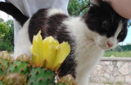 Olivo Macchia - Foto 10