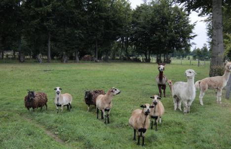 Ferienwohnung Margot - Photo 19