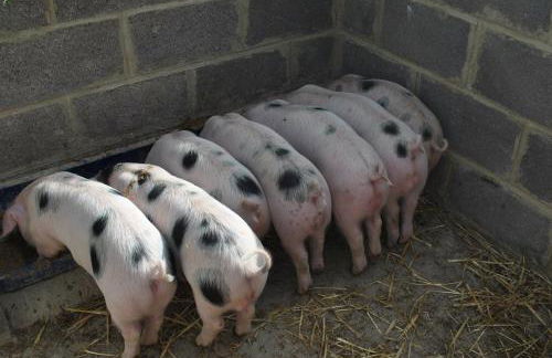 Elms Farm - Photo 36