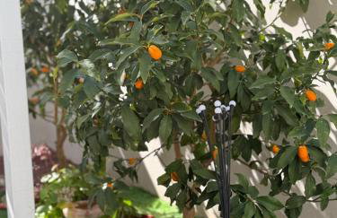 Athena Luxury Apartments - Foto 4