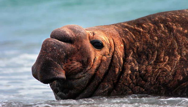 Punta Tombo Trip + Dolphin Spotting - Photo 4