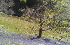 West Cumbria static caravan - Foto 52