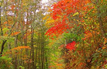 The Owl's Perch - Foto 25