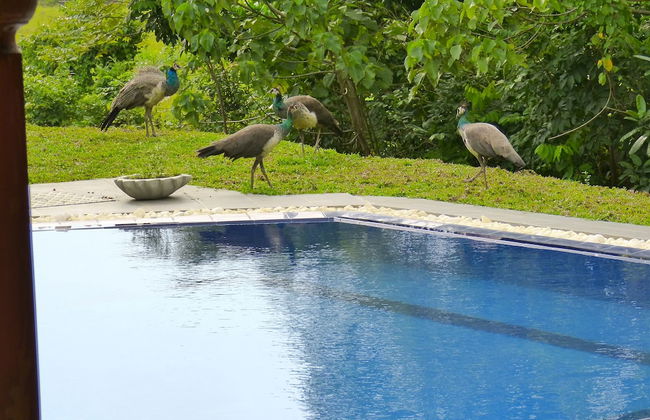 Tropical Dream Villa - Photo 23