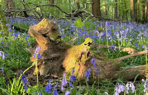 Luxury Studio Nestled in the Sussex Countryside - Foto 29