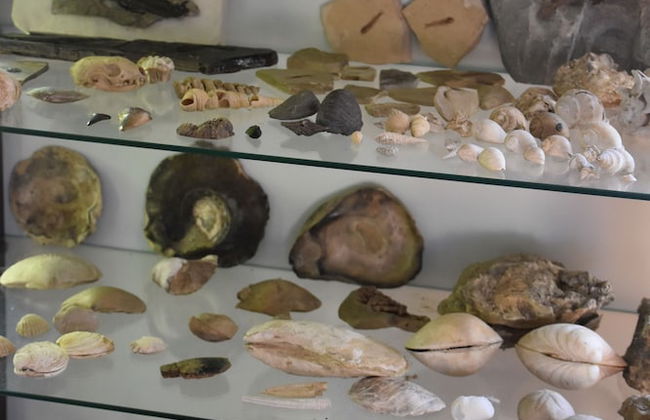 Agriturismo corte di Gerardo - Foto 28