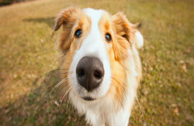 Holiday Home in Alveringem Near Beach - Photo 28