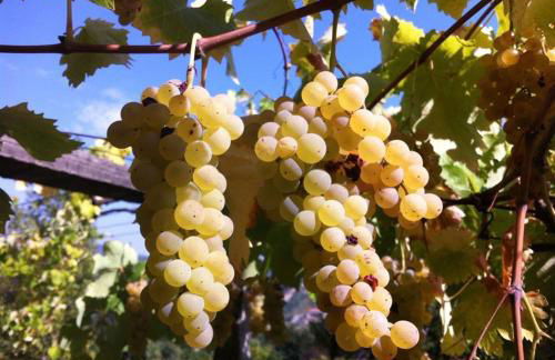 Eira das Carvalhas - Photo 29