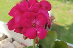 apartma Jelka - Foto 3