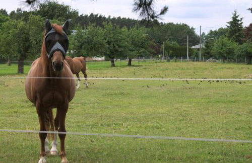 Spreewälder Schwalbenhof - Ferienwohnung "Nistkasten" - Foto 24