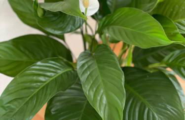 Sam & Karo Boutique Apartment - Foto 38