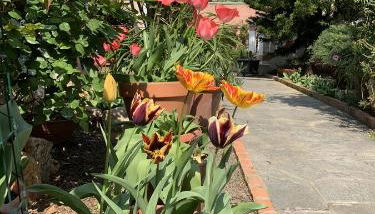 Resort Villa Rosa Maria - Foto 5