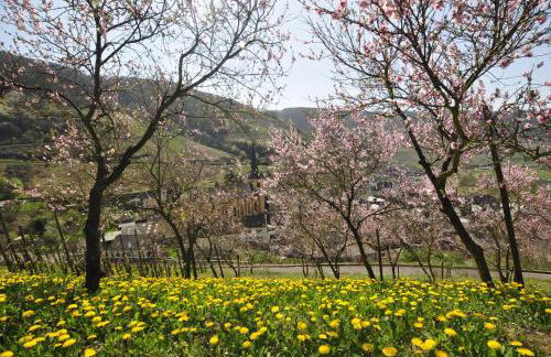 Gästehaus Sehl - Foto 21