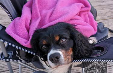 Ferienhäuser Pannier I und oder II - Foto 16