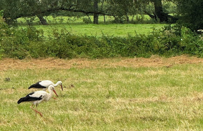 la maison dans les bois - Foto 14