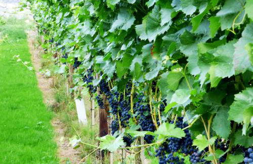 Relaxen im Weindorf Mayschoß Fewo 1 - Foto 12