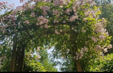 Tara vegetarian retreat guesthouse - Foto 7