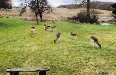 Landhaus Schönhof - Foto 24