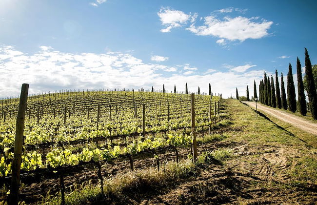 Agriturismo Podere l'Aione - Foto 31