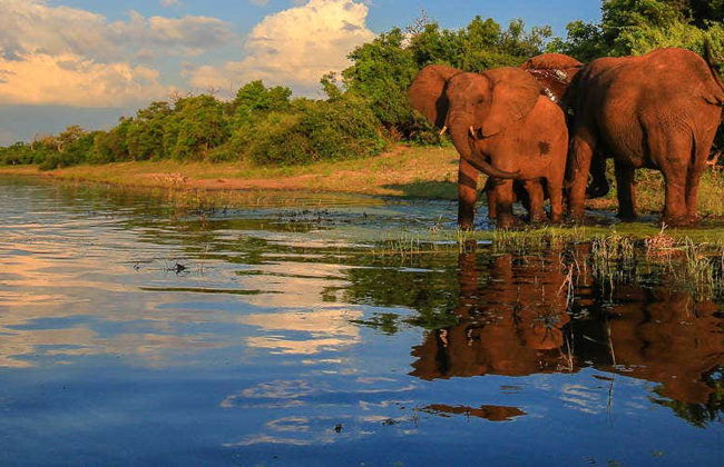 Safári privado pelo Parque Nacional Kruger - Foto 1