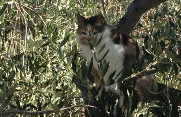 Casetta Tartuchino - Foto 42