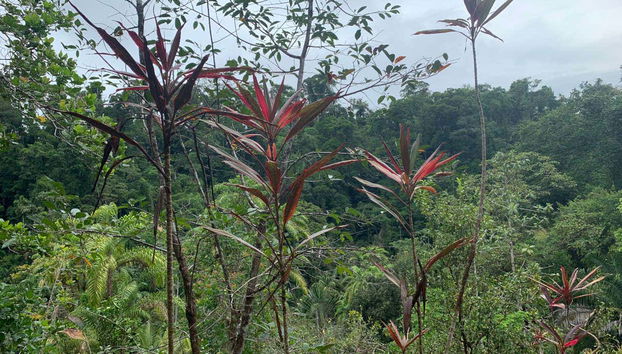 A exótica flora da selva