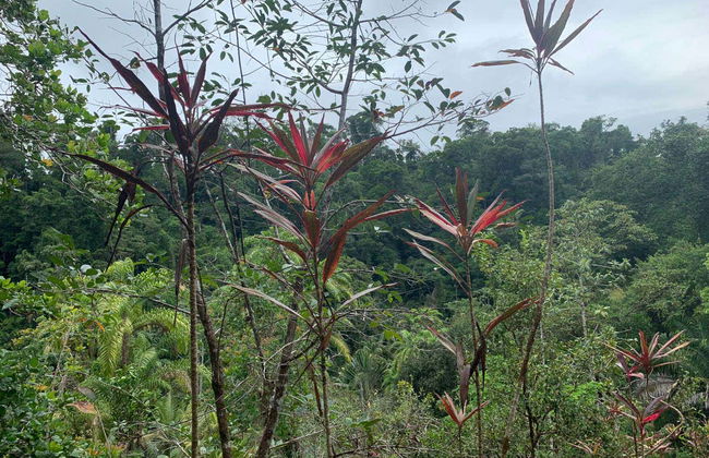 Excursão à selva de Corcovado - Foto 3