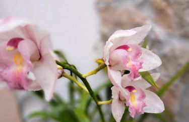 Poço e Meio - Padel & Pool - Foto 78