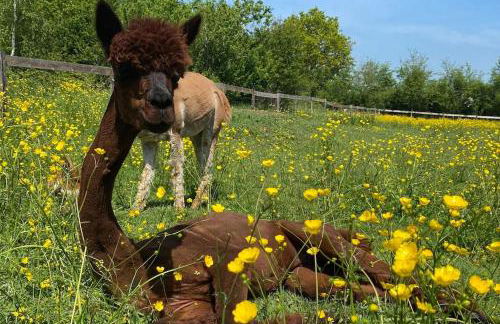 Vue du chateau a La Petite Ferme d'Alpacas - Foto 12