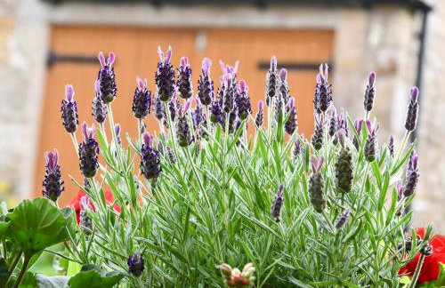 Spout Cottage - Foto 23