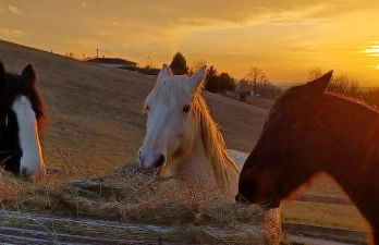 la Roulotte du Cos - Foto 17