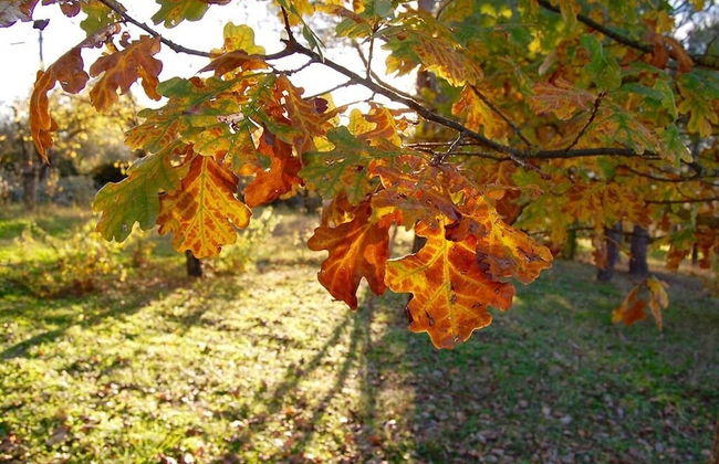 Bio Agriturismo La Spiga D'oro - Photo 22
