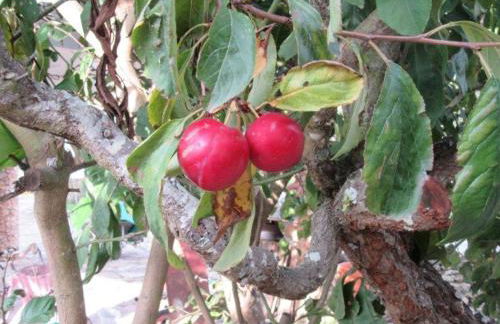 Quintal do Freixo - Country House - Photo 12