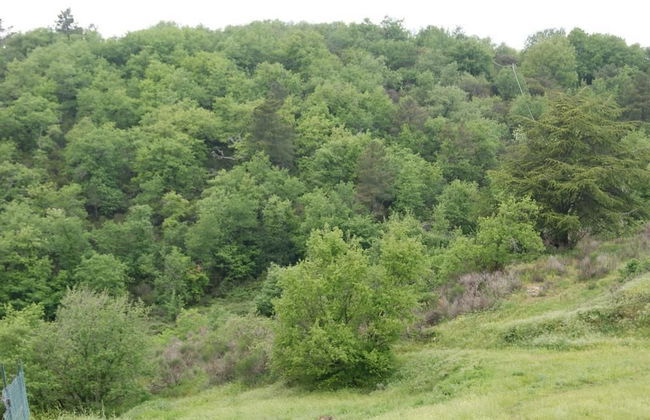 Agriturismo Sinciano - Foto 33