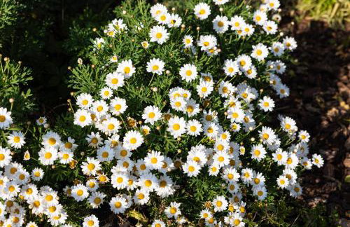 Il Giardino dei Gigli - Foto 12