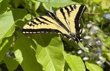 The Calistoga Cottage Wooded And Sunny 5 Mins To Downtown - Foto 41